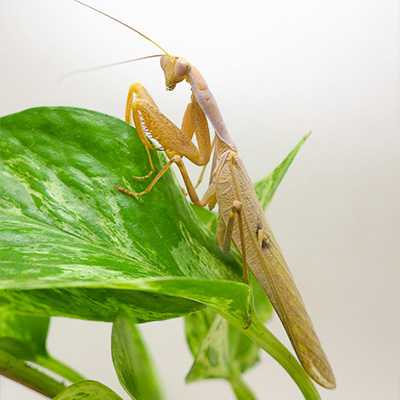 Sphodromantis lineola ♂ marron